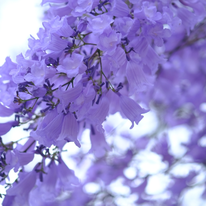 dreamstime_295528504 image